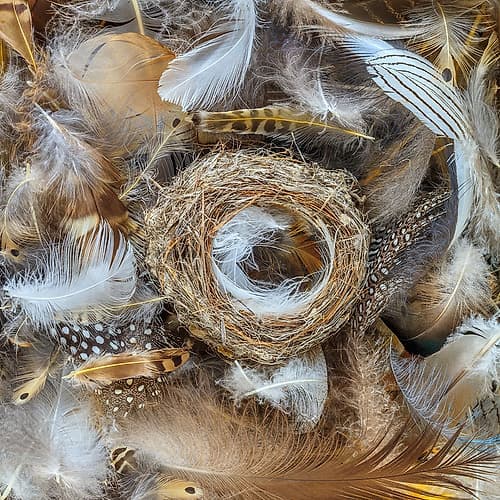 USA, Washington State, Seabeck, USA, Washington State, Seabeck. Bird nest and feathers close-up. Art Print
